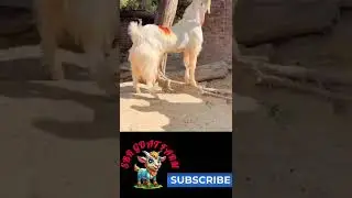 Subscribe! Goat! Home!Village!Milk!Curry! Eating! Tamilnadu! இந்தியா!