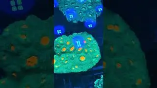 Symphyllia sp.  coral