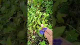 A groundcover with truly BLUE flowers in fall #cottagegarden