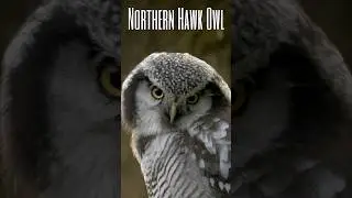 Northern Hawk Owl (Surnia ulula) #Owl