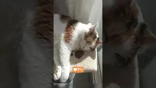 Chat tricolore - bonheur dans la maison.4K