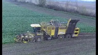 ☆Trudne kopanie buraków w Wielkopolsce☆WTOPA ROPY!!!㋡Agro Kuzyni㋡