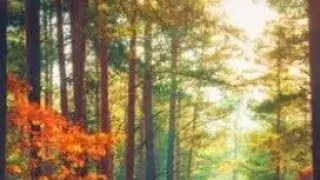 Ruqaya - Ahmed Al Shalabi | No copyright | Copyright free | Quran recitation By Ahmed Al Shalabi