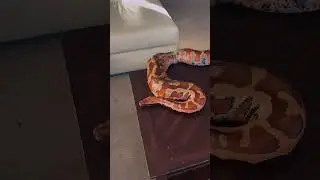 Huge Thick Blood Python