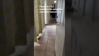 Flossy zoomies