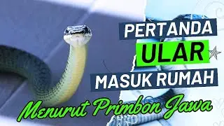 Harus Dibunuh ! Inilah Pertanda Ular Masuk Rumah Menurut Islam & Menurut Primbon Jawa
