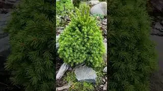 Picea abies Dundanga 💚🌲💚 #хвоя #хвойныйсад #хвойные #сад #ель #хвойныерастения