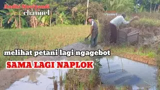 MELIHAT PETANI LAGI NGAGEBOT SAMA LAGI NAPLOK GALEUNGAN SAWAH