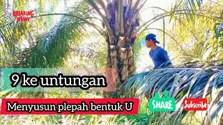 manfaat penyusunan plepah sawit dengan benar @SawitBerjaya