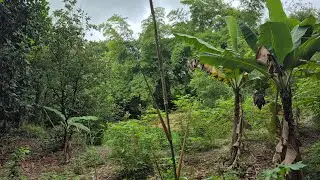 Onde a chuva tocou, a vida floresceu. Três dias de bênção! #natureza #roça #vidanaroça #agro #sitio 