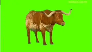Cow green screen video|green screen video|Chroma key|green background animals