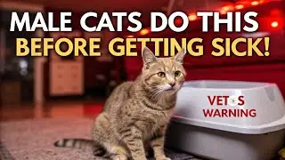 Male Cats Do THIS Before Getting Seriously Sick 😿 | Vet&rsquo;s Urgent Warning!