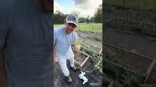 Cleaning the garden for fall! 🍂(Zone 8) 