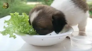 My last day with a cute Panda | Panda passed away.