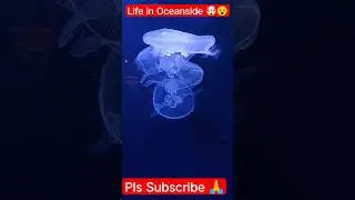 Life in Ocean 🌊 Jelly Fish 🐟 #ocean #lifeinocean #nature #life #jelly #jellyfish #ytshorts