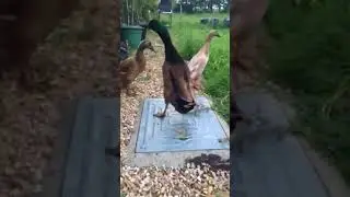 Indian runner ducks getting angry with too much filming Jakes Farm Yard