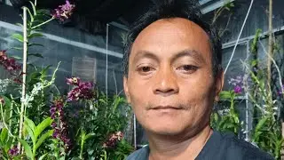 Anggrek Jadulan