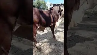 very expensive ox