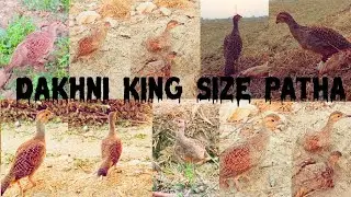 DAKHNI TÉÉTÃR JORA pathe full tren jungal me sat har mahool me sat Karne Ka tareeqa video me dakhe