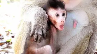 Beautiful Mama Luna gives Gino some milk because he is very tired.