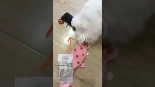 A CUTE DOG HUNTING HIS YUMMY FOOD