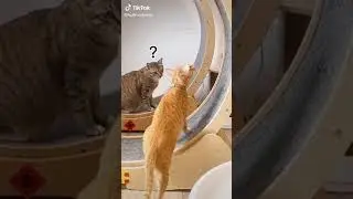 Cute Animals for When You are Sad