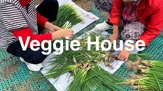 [Playlist] Veggies House Music| 쪽파 & 호박잎 채소 손질 하우스 음악
