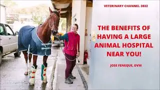 Large Animal Medicine: The Benefits Of Having A Large Animal Hospital In Your Community