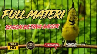 PANGGILAN SOGON BETINA BIRAHI MEMIKAT SOGON JANTAN  part 8