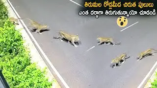 Leopards Found On Road At Tirumala Tirupati | Life Andhra Tv