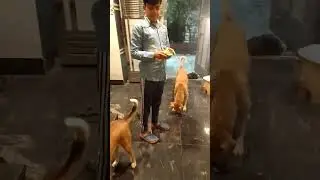 PEt care #subscribe #youtubeshorts #love#affection #animallovers #humanity#charity