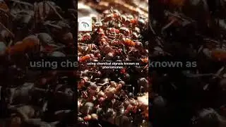 5 Fun Facts about ants #funfacts #interestingfacts #facts #shorts #ants
