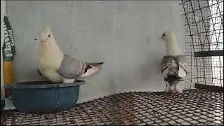 Sentient pigeons #fancypigeon #youtubeshorts #pets #youtube #animals #laka #chicks #birdsounds#trend