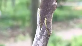 PawPaw Projekt #Teil 3 Veredlung   HD 1080p