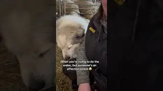 Her love language is touch. 🐶 #dog #LGD #workingdog #pyrenees #sheepdog #sheepfarming #farming