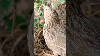 Social Bird Family Behavior #shorts #shortsvideo #shortsfeed #ytshorts #short