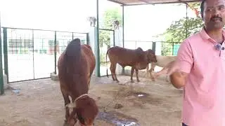 கிர் கன்று வளர்ப்பு மற்றும் விற்பனை ஆடு வாத்து விற்பனை