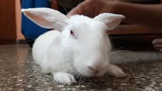 गुपलू की मस्ती छत पर || Guplu the smart bunny || Guplu the bunny @RabbitFunCorner