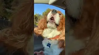 Cavalier King Charles Spaniel #cavalierkingcharlesspaniel #cutedogs #beautifuldog #cutedogs