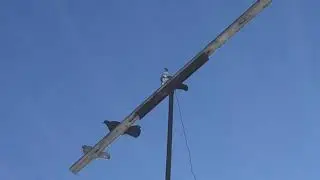 #Pigeons.Первая потеря за всю зиму.