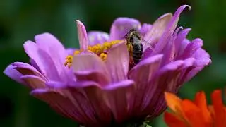 Honey Bee Pollinating Vibrant Zinnia Flower Close Up