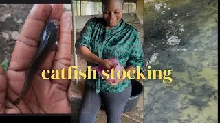 💃💃 STOCK 7000 catfish juvenile with me/tips on stocking your catfish/ catfish farming in nigeria