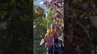 Redbud Trees
