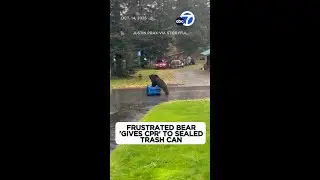 Bear 'gives CPR' to sealed trash can it can't open