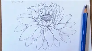 How to draw a Chrysanthemum flower step by step easy | Pencil Drawing