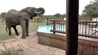 Angry Elephant Drinks From Hotel Pool