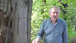 Invasiva svampar - Phytophthora cactorum och askskottsjuka
