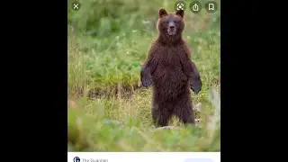 How does a bear use its sense of smell?