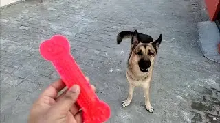 Flexi Bite me for Her Toy | VET VEDA | Best Ticks and Fleas kit for Dogs and Cats | #flexithegsd