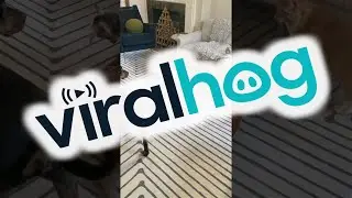 Nigerian Dwarf Goat Kid Jumps Off Pouf || ViralHog